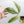 Philodendron Tripartitum Mint Variegated (wk35-S)