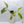 Philodendron Tripartitum Mint Variegated (wk35-S)
