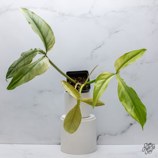 Philodendron Tripartitum Mint Variegated (wk35-S)