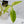 Philodendron Tripartitum Mint Variegated (wk35-S)
