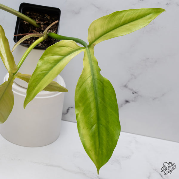 Philodendron Tripartitum Mint Variegated (wk35-S)