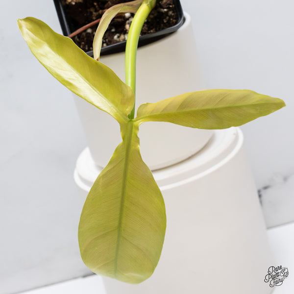 Philodendron Tripartitum Mint Variegated (wk35-S)