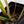 Philodendron Tripartitum Mint Variegated (wk35-S)