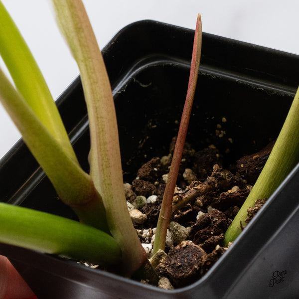 Philodendron Tripartitum Mint Variegated (wk35-S)