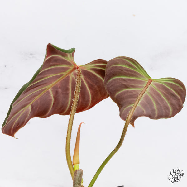 Philodendron Verrucosum 'Amazon Sunset' (wk37-D) *Sport Variegation*