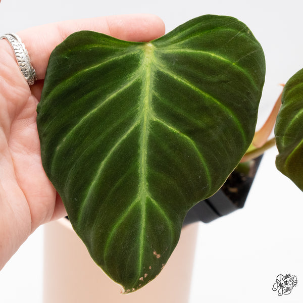 Philodendron Verrucosum 'Amazon Sunset' (wk37-D) *Sport Variegation*
