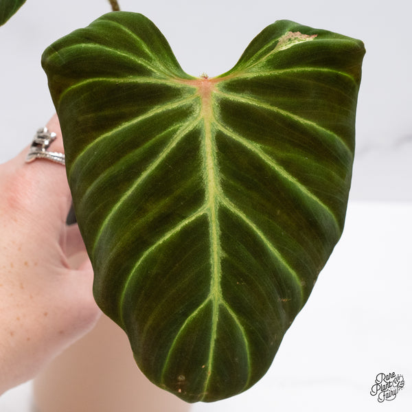 Philodendron Verrucosum 'Amazon Sunset' (wk37-D) *Sport Variegation*