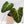 Philodendron Verrucosum 'Amazon Sunset' (wk37-D) *Sport Variegation*