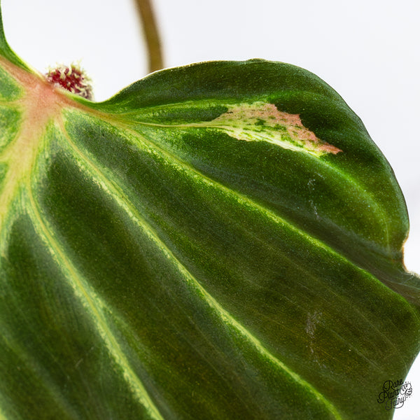 Philodendron Verrucosum 'Amazon Sunset' (wk37-D) *Sport Variegation*