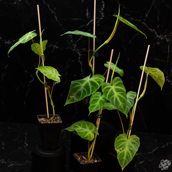 Philodendron verrucosum 'Fire' *Grower's choice*