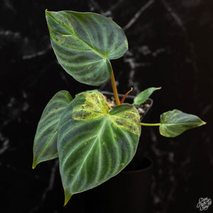 Philodendron verrucosum variegated *Grower's Choice*