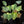 Philodendron verrucosum variegated *Grower's choice*