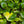 Philodendron warszewiczii variegated *Grower's choice*