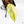 Philodendron Erubescens 'White Knight Aurea' (wk20-K)