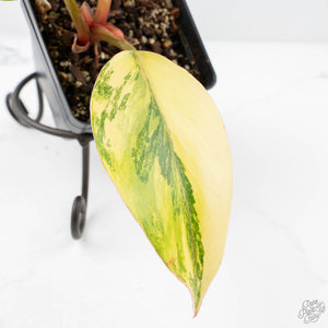 Philodendron Erubescens 'White Knight Aurea' (wk20-K)