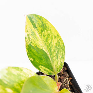 Philodendron Erubescens 'White Knight Aurea' (wk20-K)