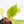 Philodendron Erubescens 'White Knight Aurea' (wk20-K)