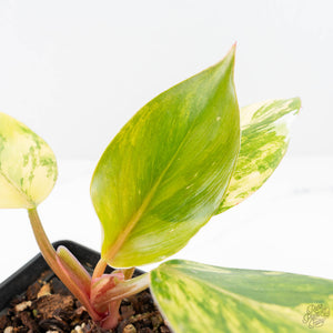 Philodendron Erubescens 'White Knight Aurea' (wk20-K)