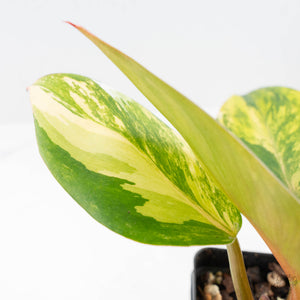 Philodendron Erubescens 'White Knight Aurea' (wk20-K)