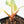 Philodendron Erubescens 'White Knight Aurea' (wk20-K)