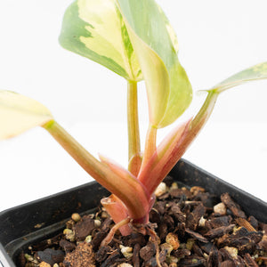 Philodendron Erubescens 'White Knight Aurea' (wk20-K)