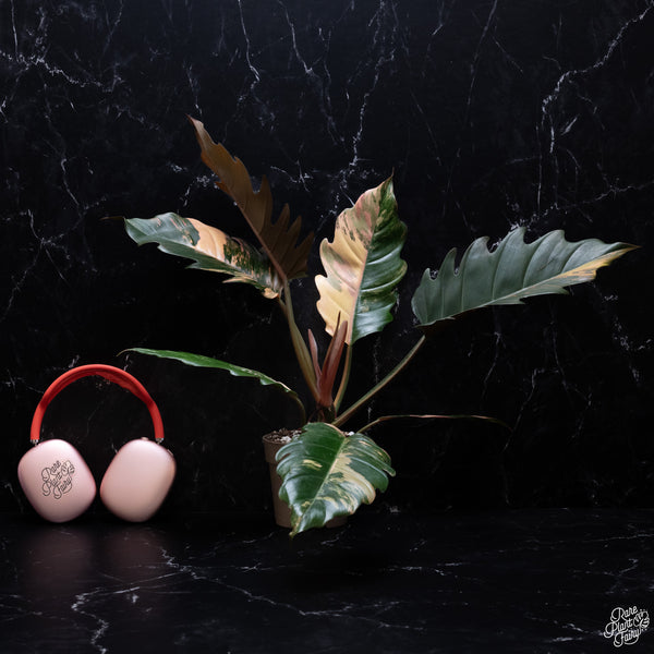 Philodendron 'Caramel Marble' *Grower's choice*