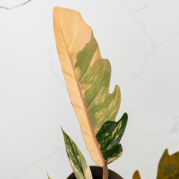 Philodendron 'Caramel Marble' (wk34-L)