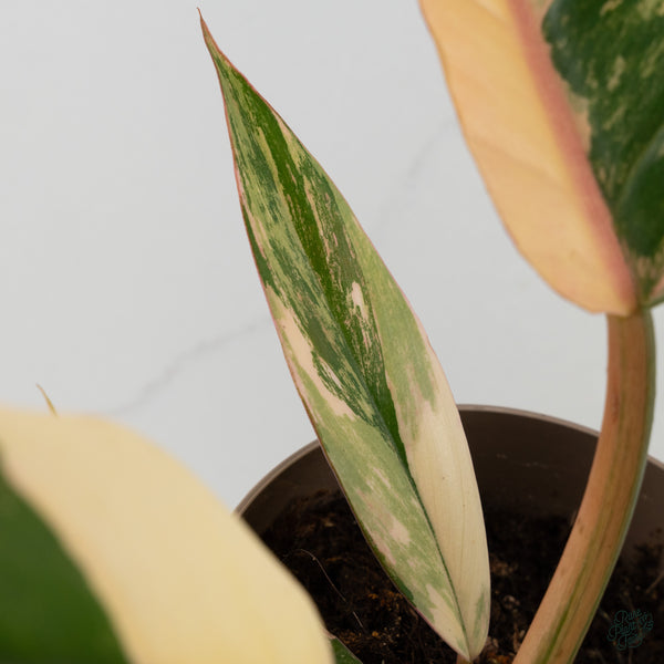 Philodendron 'Caramel Marble' (wk34-L)