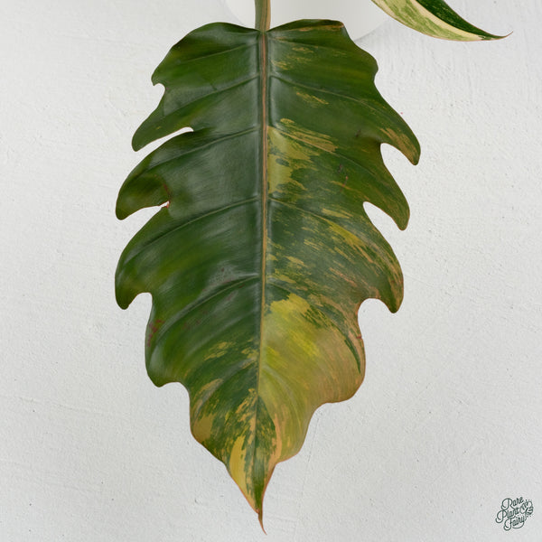 Philodendron 'Caramel Marble' (wk34-L)