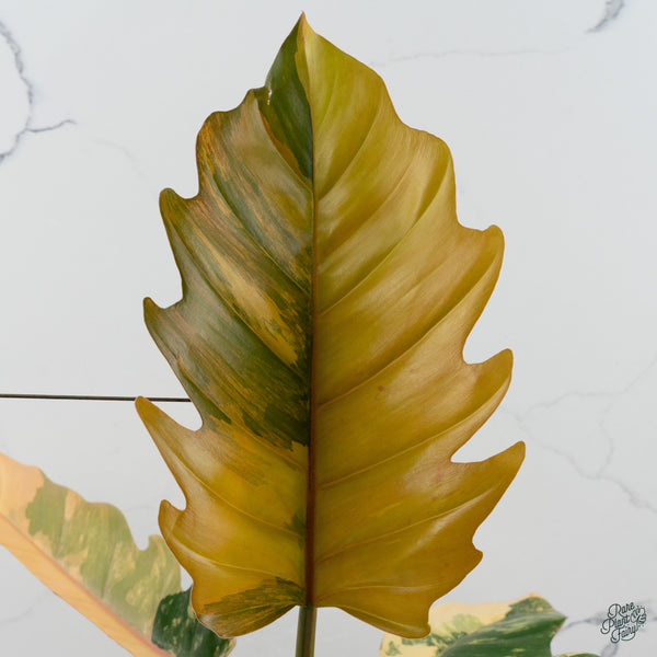 Philodendron 'Caramel Marble' (wk34-L)