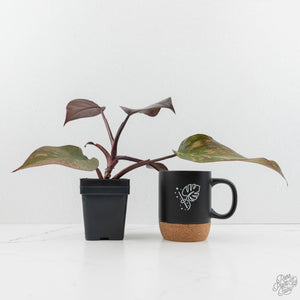 Philodendron 'Orange Princess' *Grower's Choice*