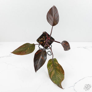 Philodendron 'Orange Princess' *Grower's Choice*