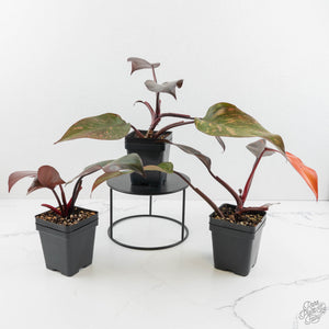 Philodendron 'Orange Princess' *Grower's Choice*