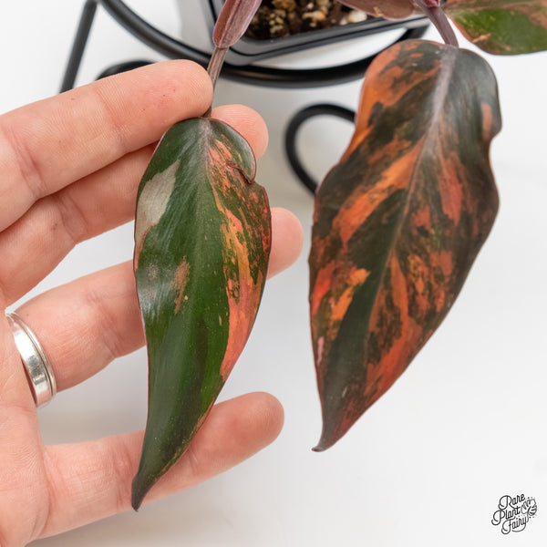 Philodendron 'Princess of Fire' (wk5-H)