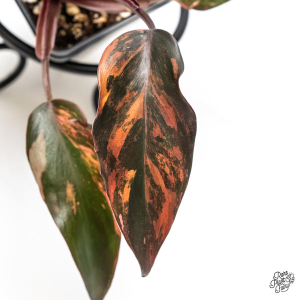 Philodendron 'Princess of Fire' (wk5-H)