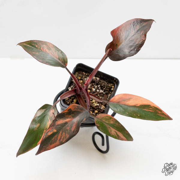 Philodendron 'Princess of Fire' (wk5-H)