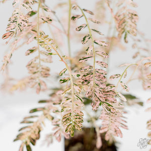 Phyllanthus Urinaria Pink Variegated (wk44-L414)
