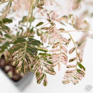 Phyllanthus Urinaria Pink Variegated (wk44-L414)