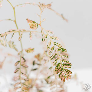 Phyllanthus Urinaria Pink Variegated (wk44-L414)