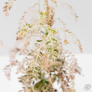 Phyllanthus Urinaria Pink Variegated (wk44-L414)