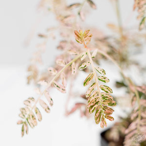 Phyllanthus Urinaria Pink Variegated (wk44-L414)