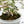 Phyllanthus Urinaria Pink Variegated (aka 'Sensitive Plant') (wk37-G)