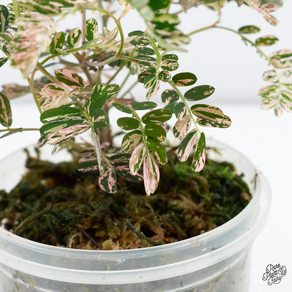Phyllanthus Urinaria Pink Variegated (aka 'Sensitive Plant') (wk37-G)