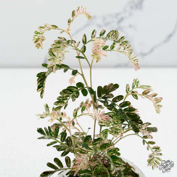 Phyllanthus Urinaria Pink Variegated (aka 'Sensitive Plant') (wk37-G)