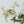 Phyllanthus Urinaria Pink Variegated (aka 'Sensitive Plant') (wk37-G)