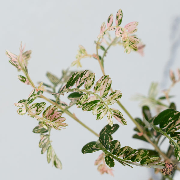 Phyllanthus Urinaria Pink Variegated (aka 'Sensitive Plant') (wk37-G)