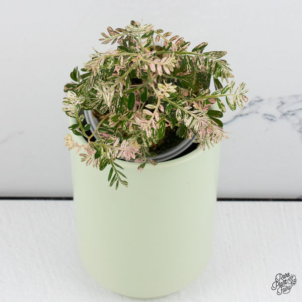 Phyllanthus Urinaria Pink Variegated (aka 'Sensitive Plant') (wk37-G)