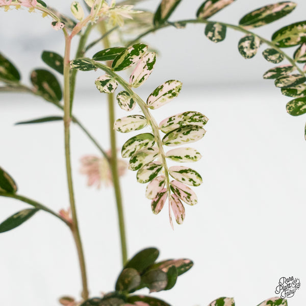 Phyllanthus Urinaria Pink Variegated (aka 'Sensitive Plant') (wk37-G)
