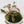 Phyllanthus Urinaria Pink Variegated (aka 'Sensitive Plant') (wk34-E)