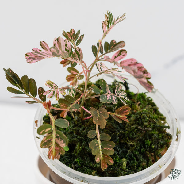 Phyllanthus Urinaria Pink Variegated (aka 'Sensitive Plant') (wk34-E)